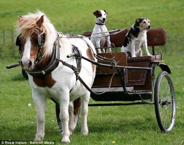 Two Dogs On A Buggy