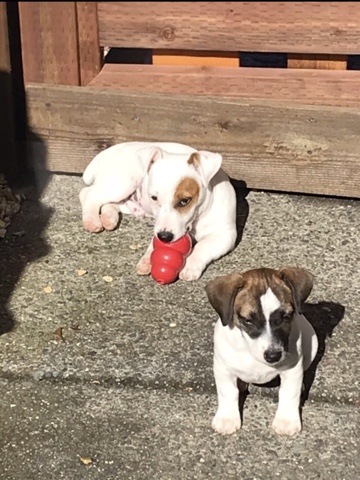 Two Puppies Resting Under The Sun