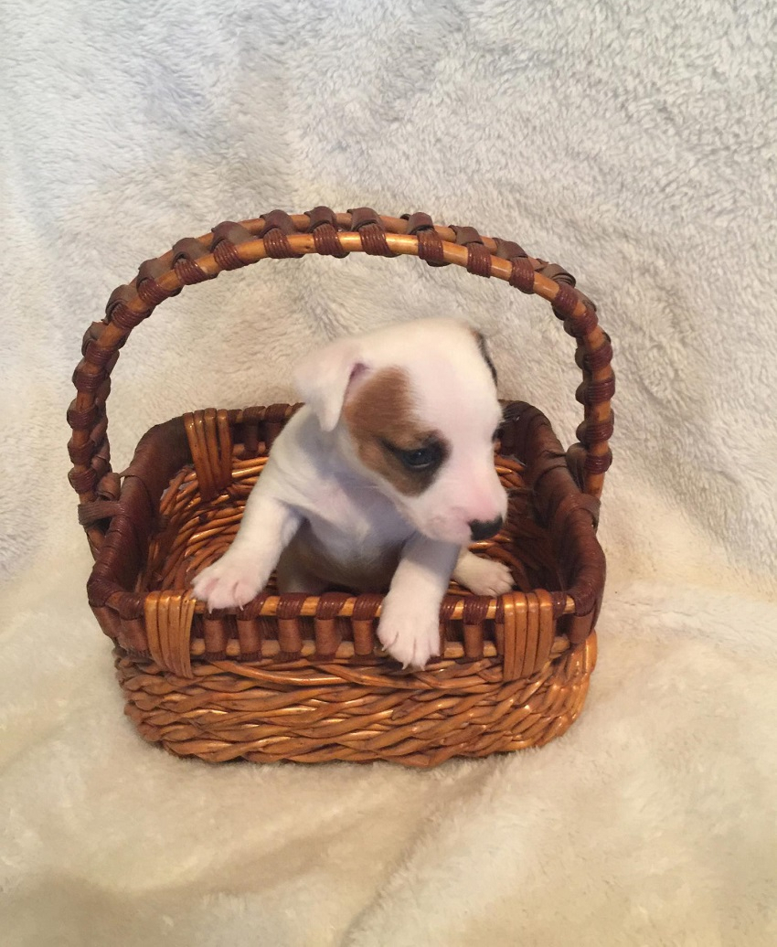 Tiny Puppy in the Basket