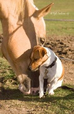 Horse Sniffing Dog
