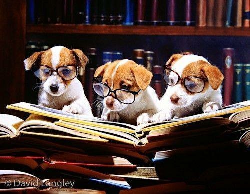 Three Puppies Reading