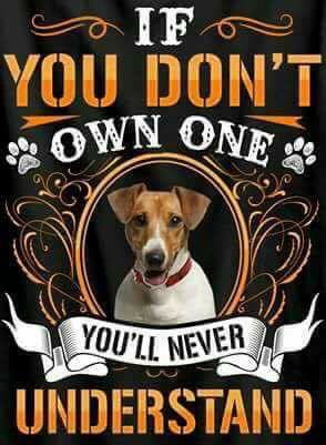 Jack Russell Dog Poster