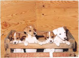 Four Puppies On A Wooden Box