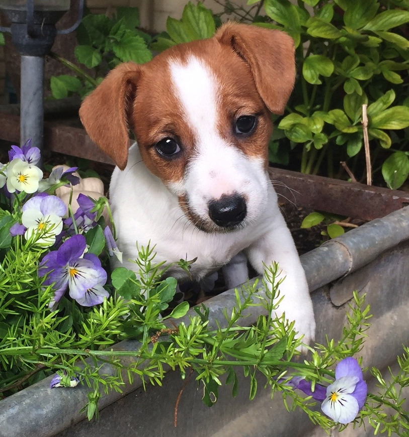 A Puppy Beside A Flower