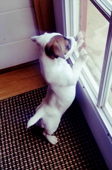 Puppy Leaning On A Glass Door