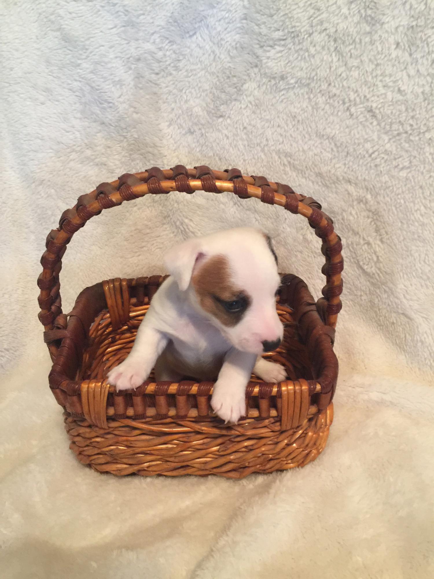 Puppy Inside A Basket