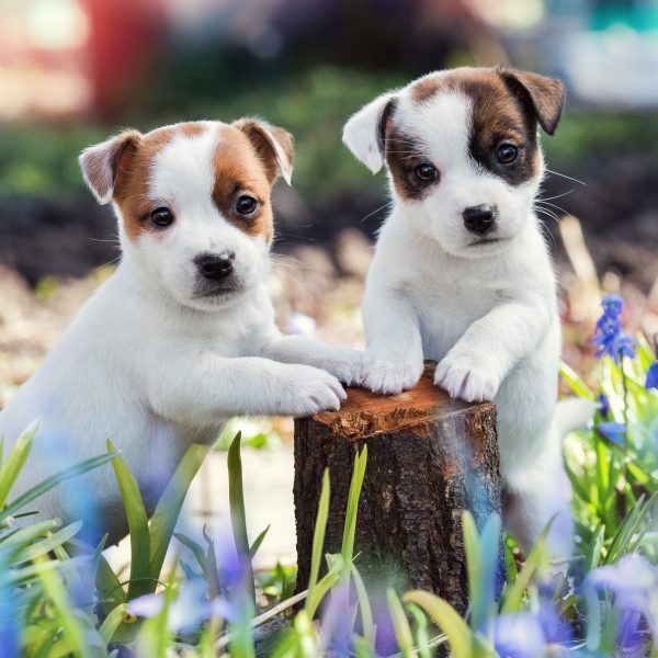 Two Puppies On A Tree Stump